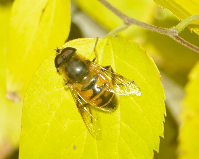 Eristalis tenax - közönséges herelégy