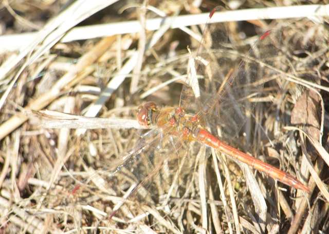 Sympetrum striolatum - harántsávos katona-szitakötő