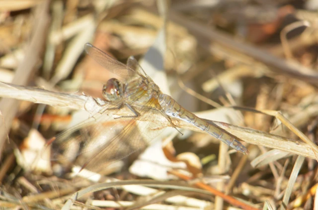 Sympetrum striolatum - harántsávos katona-szitakötő