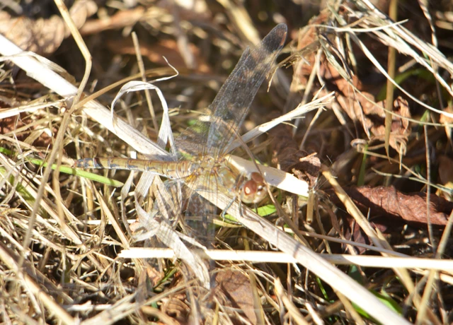 Sympetrum striolatum - harántsávos katona-szitakötő