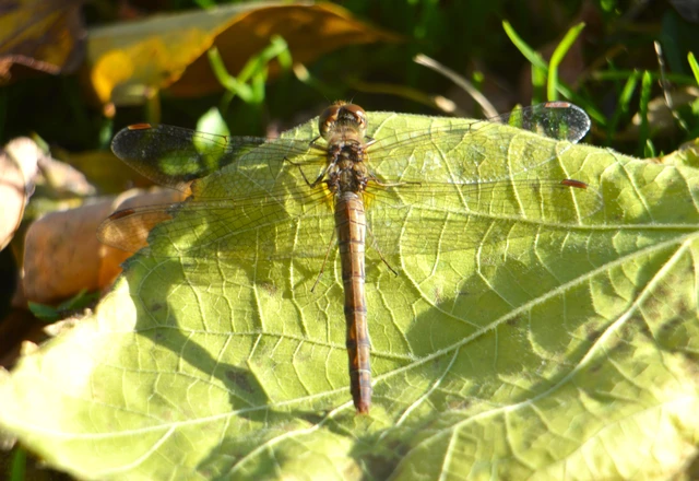 Sympetrum striolatum - harántsávos katona-szitakötő