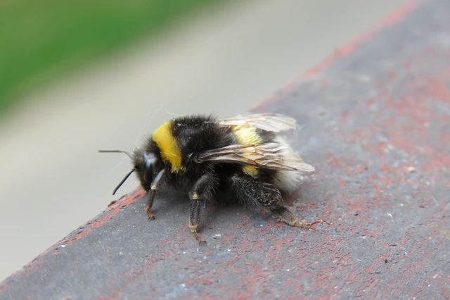Bombus - poszméhek