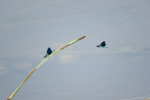 Calopteryx splendens - sávos szitakötő