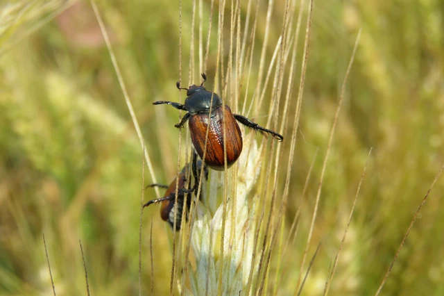 Anisoplia tempestiva - gabonaszipoly