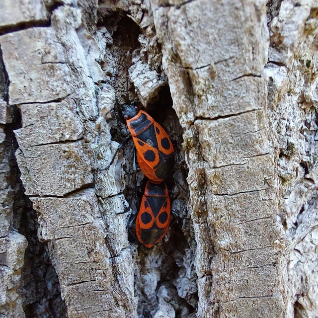 Pyrrhocoris apterus - verőköltő poloska