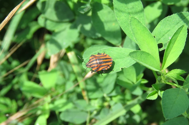 Graphosoma italicum - csíkos pajzsospoloska