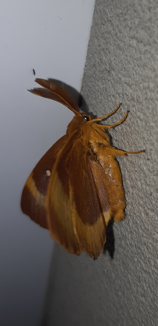 Lasiocampa quercus - tölgyfaszövő