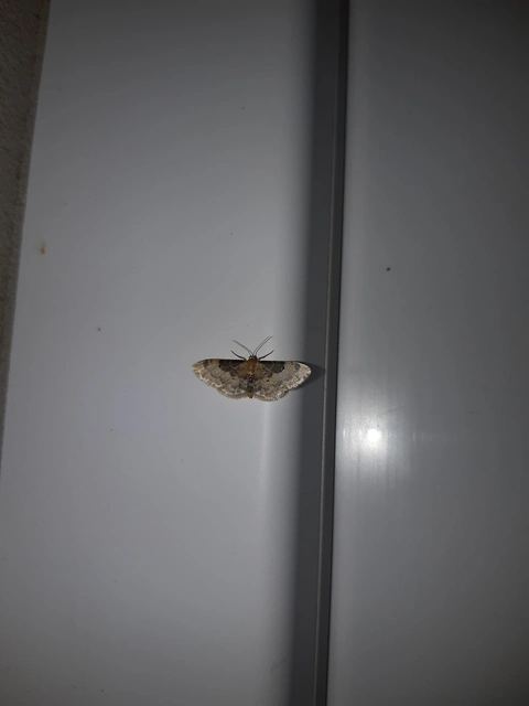 Idaea filicata - sötéttövű apróaraszoló