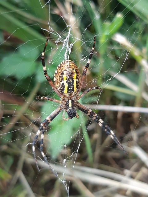 Argiope bruennichi - darázspók