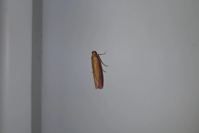 Oncocera semirubella - lucernamoly