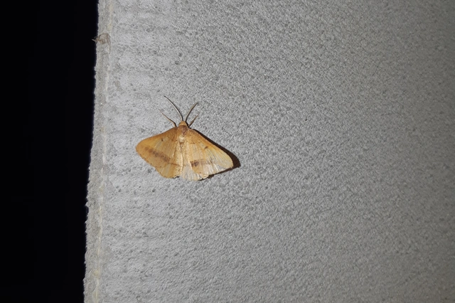 Tephrina arenacearia - lucerna-araszoló