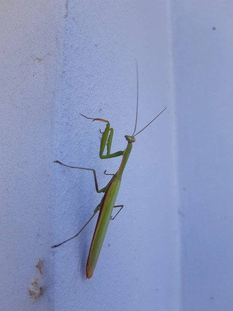 Mantis religiosa - imádkozósáska
