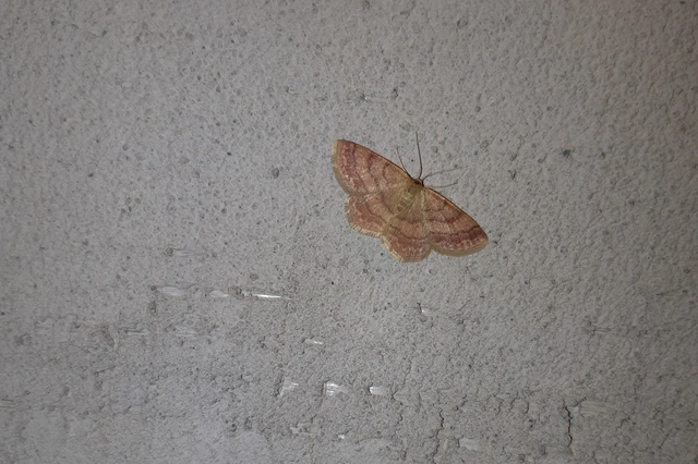 Scopula rubiginata - réti pirosaraszoló