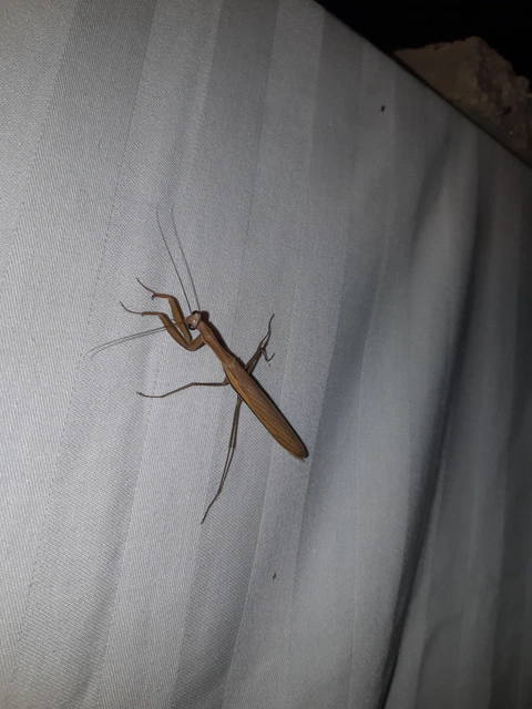 Mantis religiosa - imádkozósáska