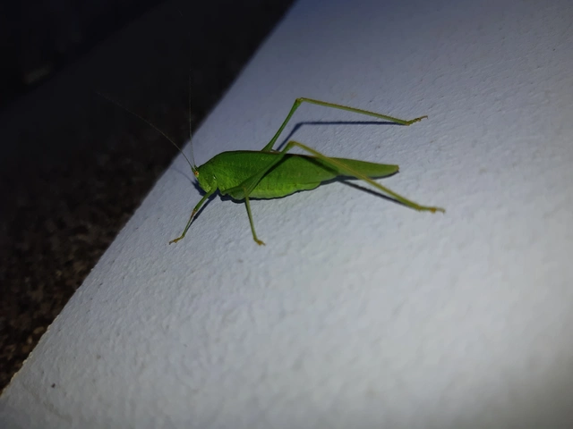 Phaneroptera