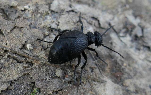 Meloe rugosus - ráncos nünüke