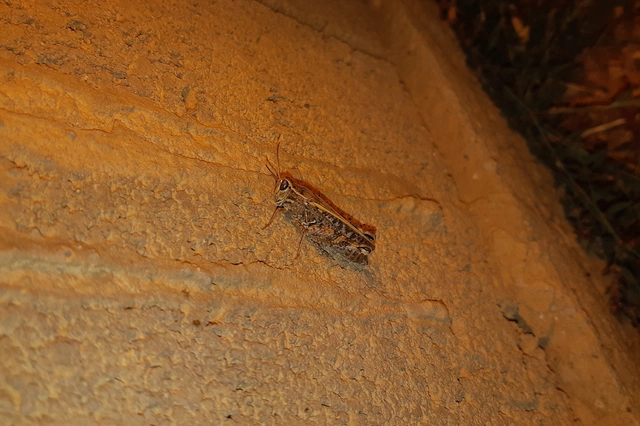 Calliptamus italicus - olaszsáska
