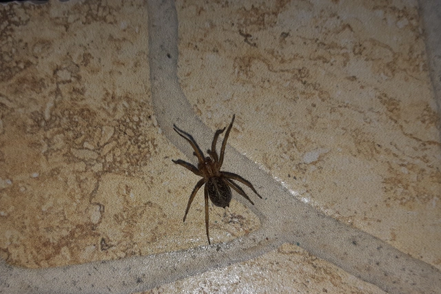 Eratigena agrestis - réti zugpók
