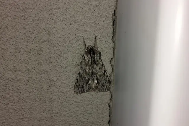 Asteroscopus sphinx - csillagnéző bundásbagoly