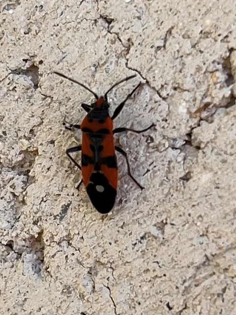 Lygaeus equestris/simulans