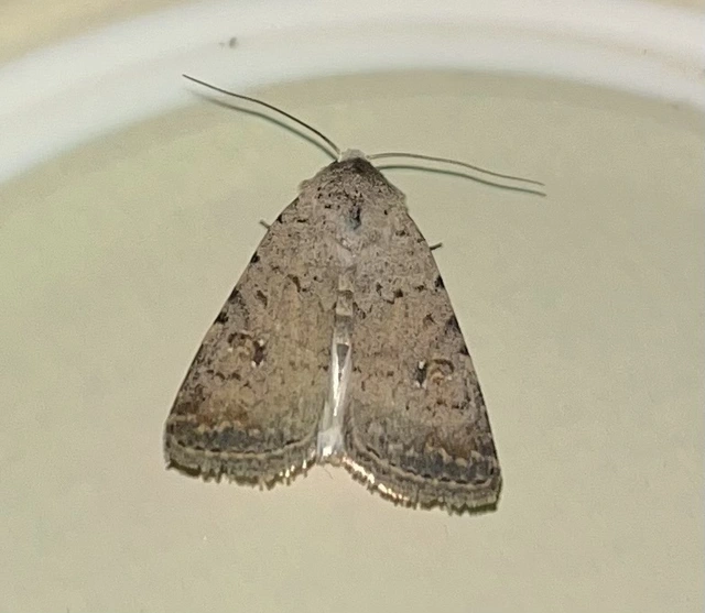 Paradrina clavipalpis - közönséges selymesbagoly