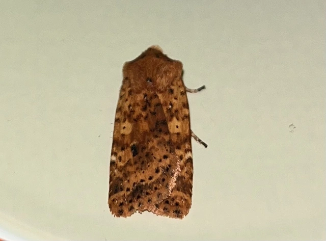 Conistra rubiginea - vörös őszibagoly