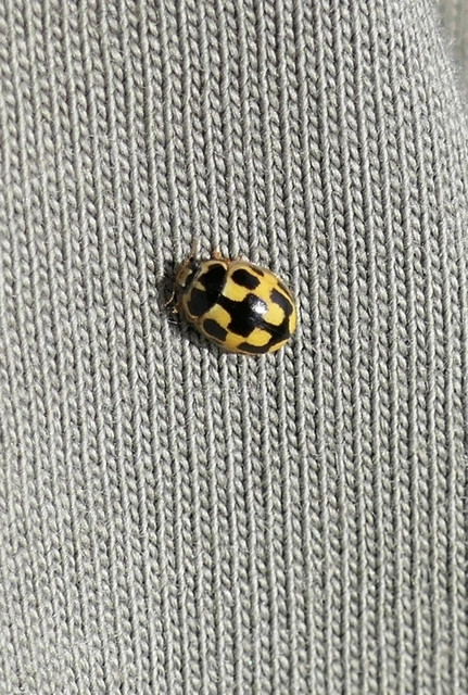 Propylea quatuordecimpunctata - tizennégypettyes füsskata
