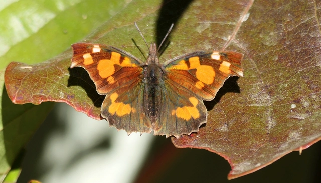 Libythea celtis - csőröslepke