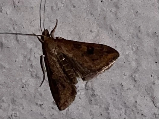 Udea ferrugalis - rozsdabarna tűzmoly