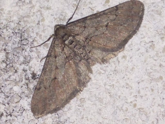 Agriopis bajaria - kökény-téliaraszoló