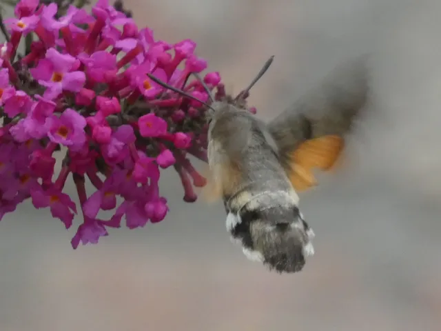 Macroglossum stellatarum - kacsafarkú szender