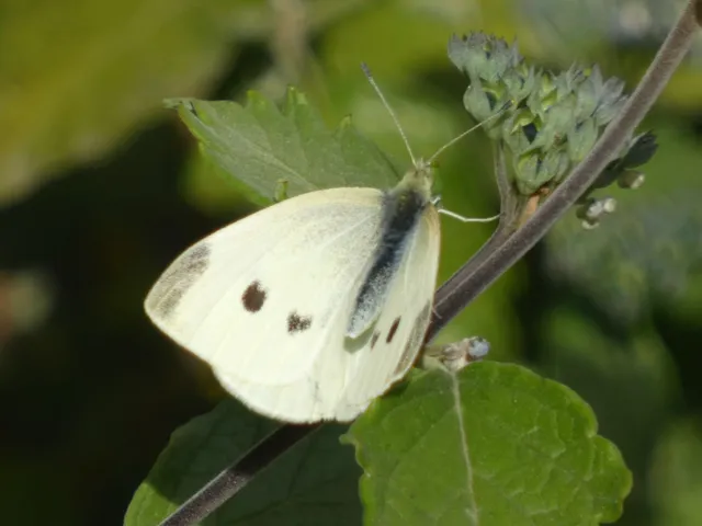 Pieris rapae - répalepke