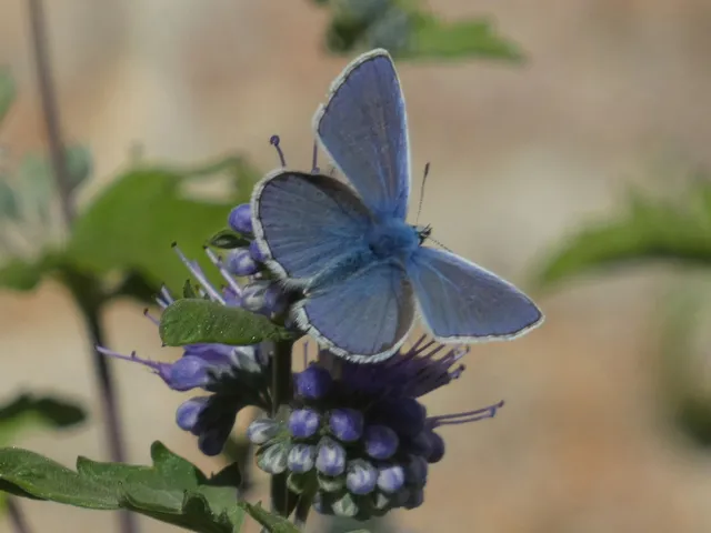 Polyommatus icarus - közönséges boglárka