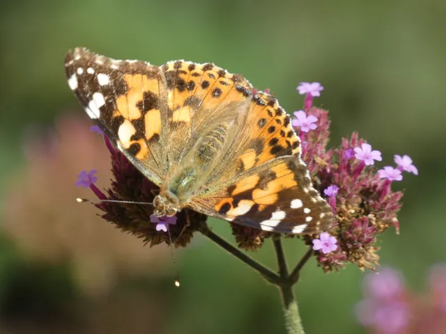 Vanessa cardui - bogáncslepke