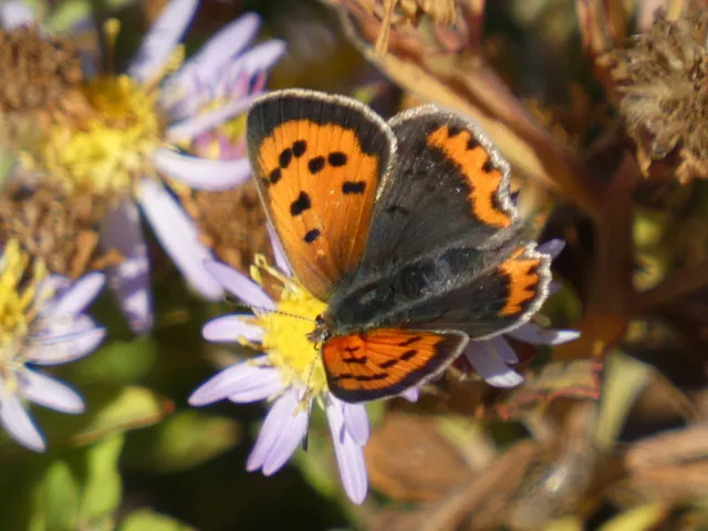 Lycaena phlaeas - közönséges tűzlepke