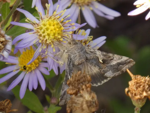 Autographa gamma - gammalepke