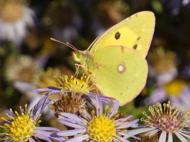 Colias croceus - sáfránylepke