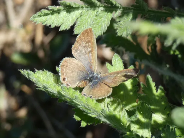 Leptotes pirithous - déli boglárka