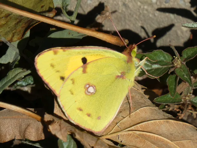 Colias croceus - sáfránylepke