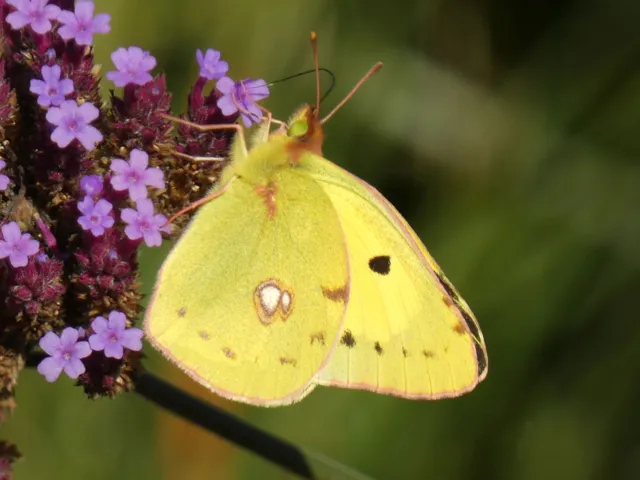 Colias erate - csángó-kéneslepke