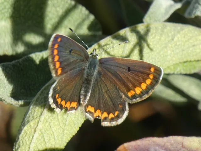 Aricia agestis - szerecsenboglárka