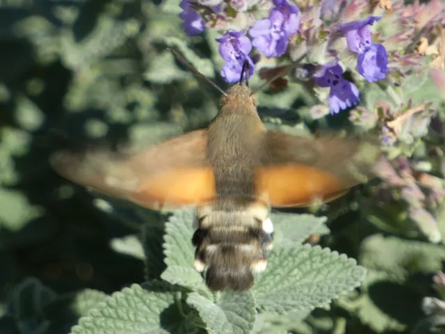 Macroglossum stellatarum - kacsafarkú szender