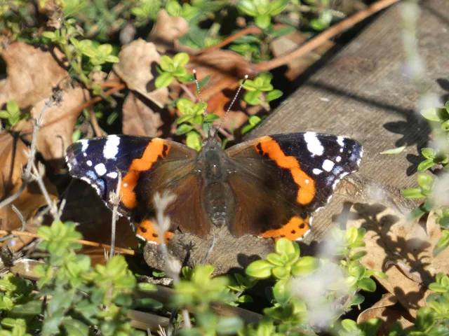 Vanessa atalanta - atalantalepke