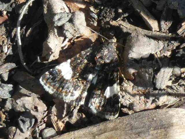Tyta luctuosa - fekete nappalibagoly