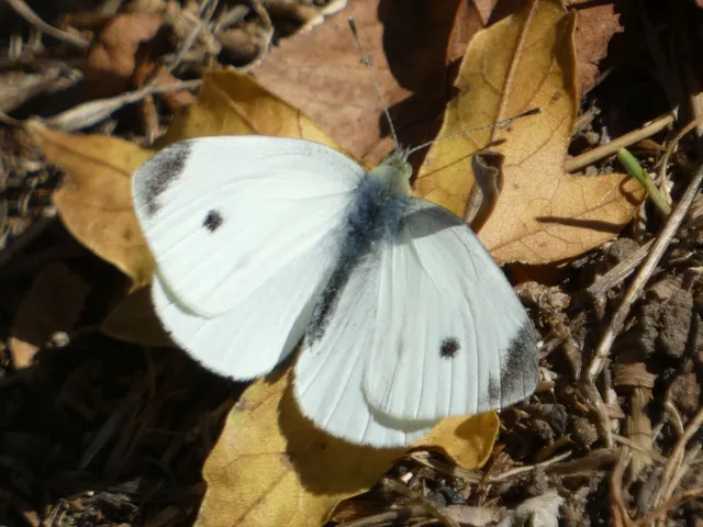 Pieris rapae - répalepke