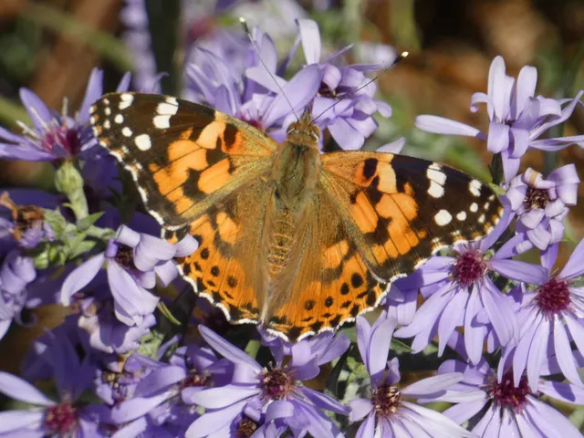 Vanessa cardui - bogáncslepke