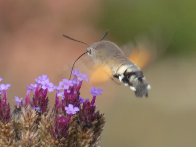 Macroglossum stellatarum - kacsafarkú szender