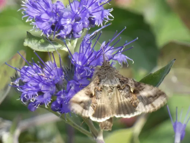 Autographa gamma - gammalepke