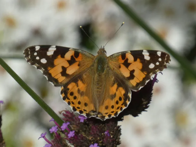 Vanessa cardui - bogáncslepke