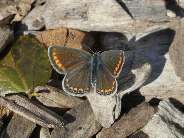 Polyommatus icarus - közönséges boglárka